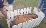 Watch: Laois pigs complete obstacle course in world record attempt