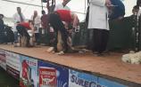 WATCH: All-Ireland Lamb Sheering Competition gets underway at #Ploughing17
