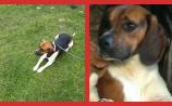 Owner offers &euro;500 reward to help find beagle dog missing in Longford since last Sunday