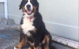 Upset Longford woman appeals for help to find her missing Bernese mountain dog