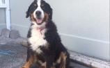 A happy ending as missing Bernese mountain dog 'Cooper' is returned to relieved Longford owner