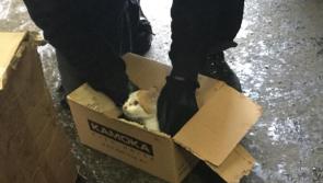 'Cat'astrophe avoided as Ballymahon mechanic rescues kitten