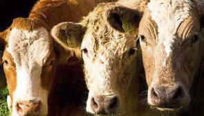 ICSA seeks debate on beef breeding strategies