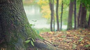 Longford Leader farming: Teagasc Forestry advisory clinics