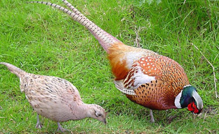 County Longford Shooting & Conservation Council