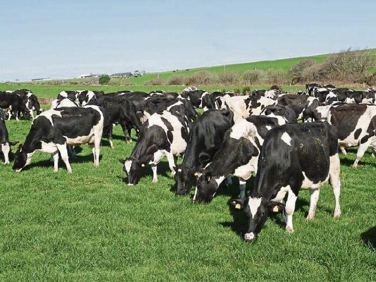 Longford Leader farming: Milk prices continue to rise