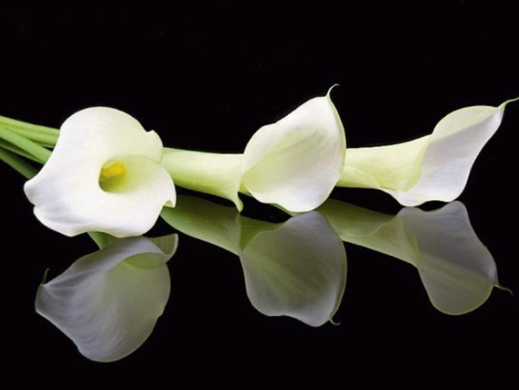 Leitrim's Margaret Mollaghan lived a long and adventurous life