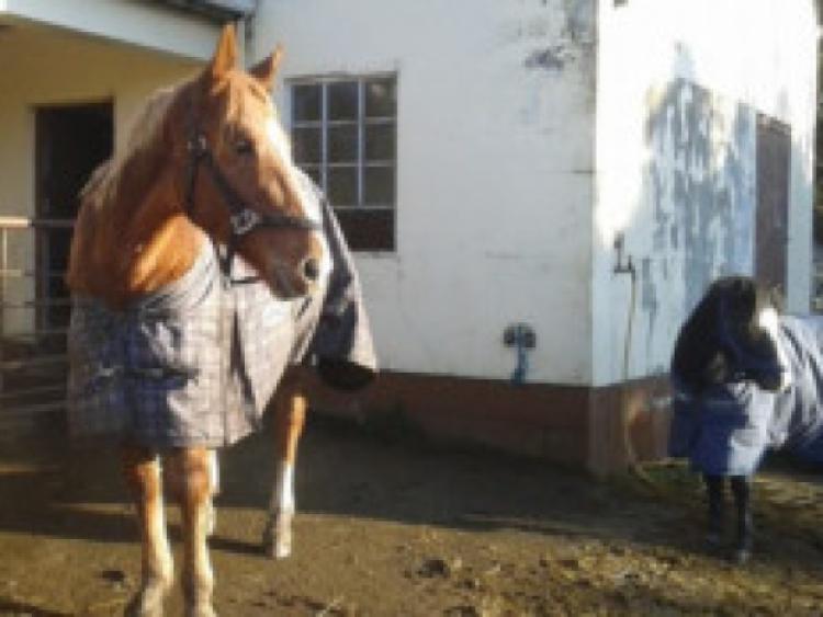 One of the horses in Hungry Horse Outside's car, Ruby, pictured out for a walk on a cold winters morning.