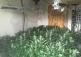 &euro;70,000 worth of cannabis plants discovered by Garda&iacute; in Longford town 