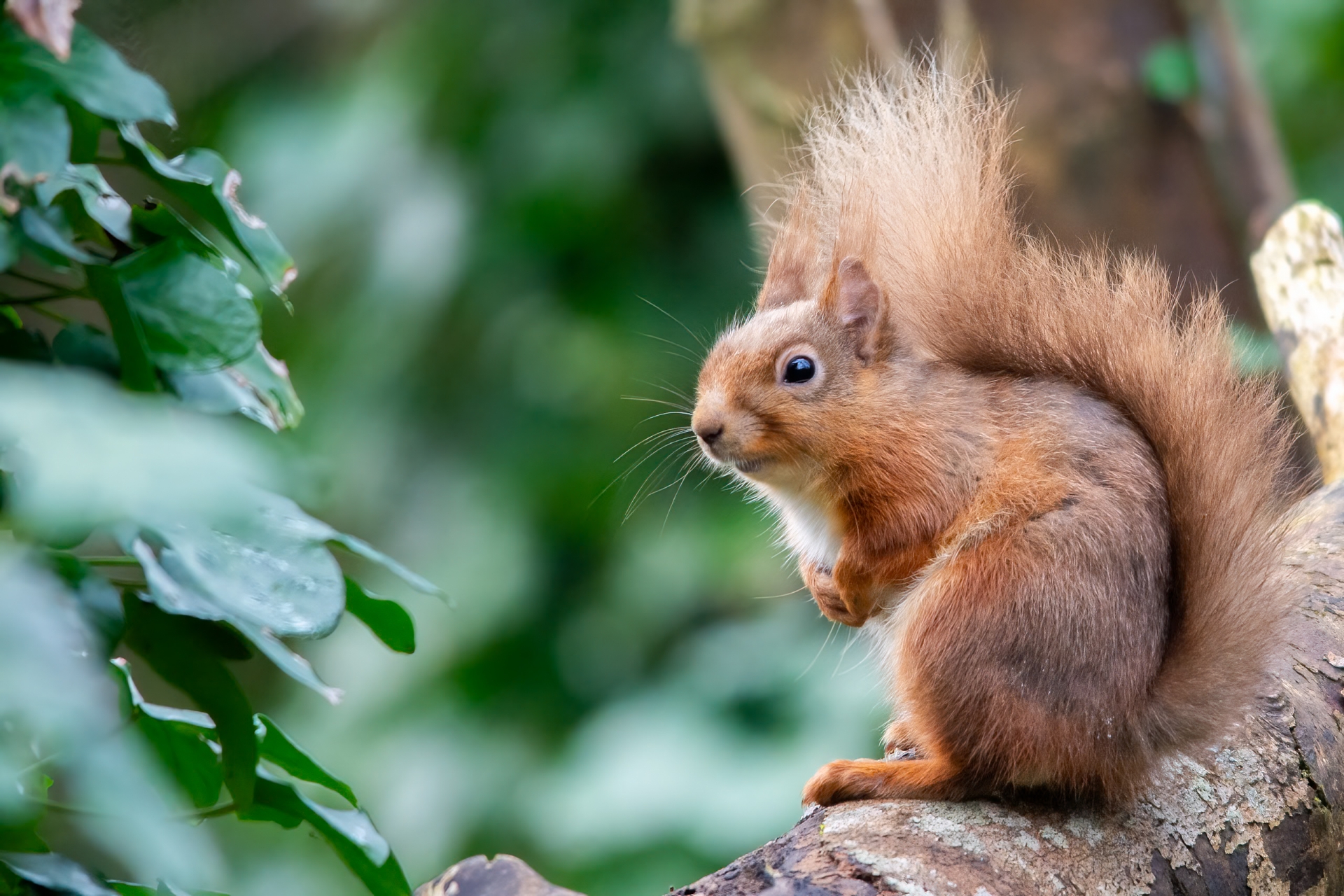 Longford joins All-Ireland call to track squirrels and pine martens