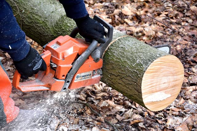 Work to begin on removing 24 poplar trees