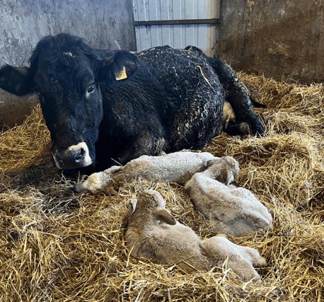 The new mum with her triplets