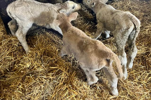 Noel delivered the three calves himself at 1am on Monday morning last week.