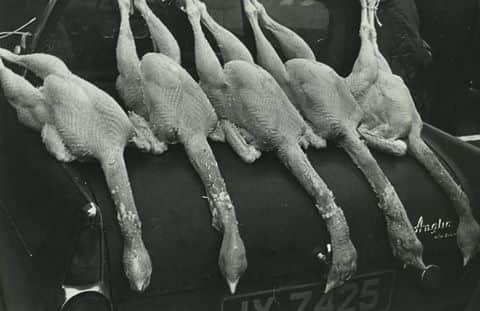 If you were to tell young people now that many families used to buy their turkeys on the Market Square, well they would laugh at you. You could buy them alive or dead and plucked. Whatever way you wanted them, you could get them! This is a great photo of turkeys for sale on the Square and the farmer is displaying his wares on the back of his trusted IX registered Anglia.