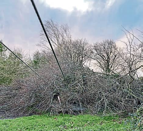 Farmers with established forests said to be concerned about some proposals to widen forestry corridors