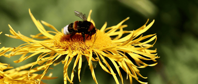 Young people will discover the remarkable ecosystem and biodiversity thriving in County Longford