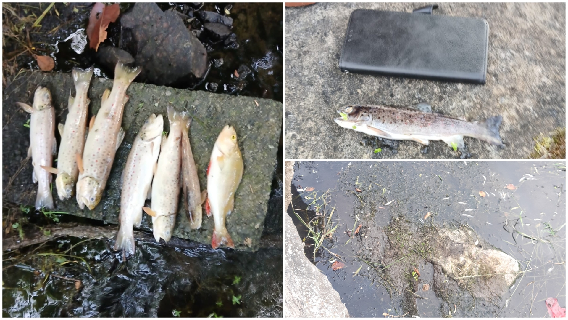 SHOCKING: Investigation underway following 'significant fish kill' at ...