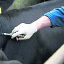Costs to farmers because of TB eradication programme “has gone on for too long”.