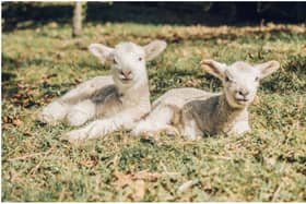 Reports suggest that up to 4,000 sheep are killed or seriously injured in dog attacks every year