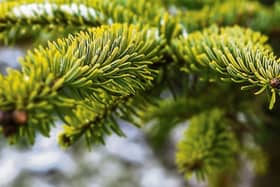 National Tree Week