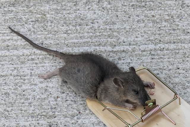 At least 10 rats - one pictured below - have already been removed from their house at the Cul Crannagh estate in Dooradoyle - but the problem is continuing.