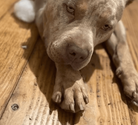 Is it still the owner's fault when they treat their animals with love and care? I think to suggest this is abhorrent, but it seems to be the prevalent opinion on social media, particularly as the breed has - inexplicably - grown in popularity in recent years. 