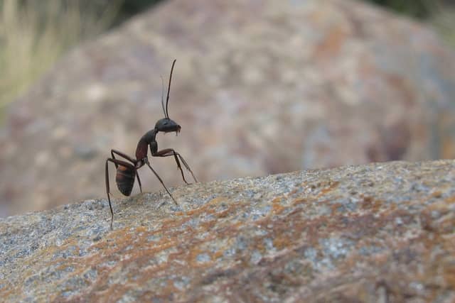 ALERT: People warned over flying ants phenomenon to hit Ireland in weeks PIC: Stock/Pixabay