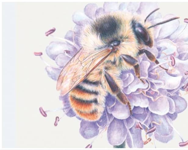 The Shrill Carder Bee | PICTURE: X/@BioDataCentre