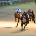 Greyhounds action from Thurles stadium