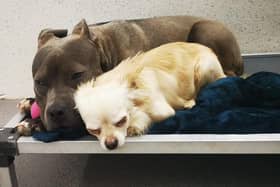 Misty and Jake are safely in the care of Limerick Animal Welfare