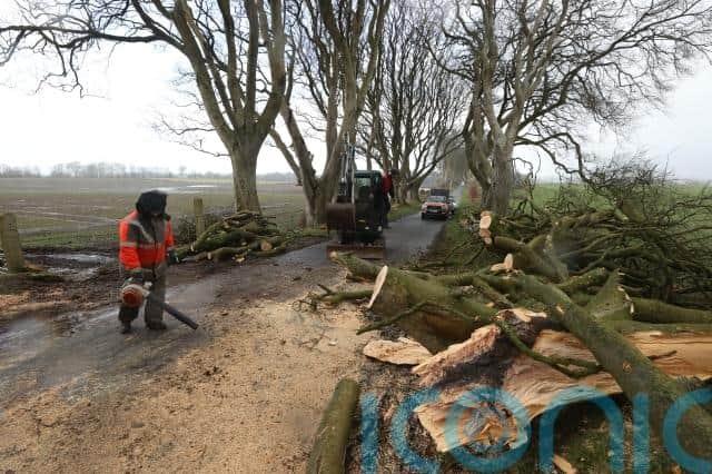 Concerns have been raised about the state of several of the ancient beech trees for a number of years.