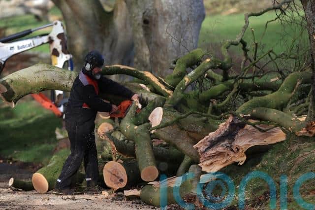 “In fact one of the trees that was healthy has been blown down. It is very sad.”