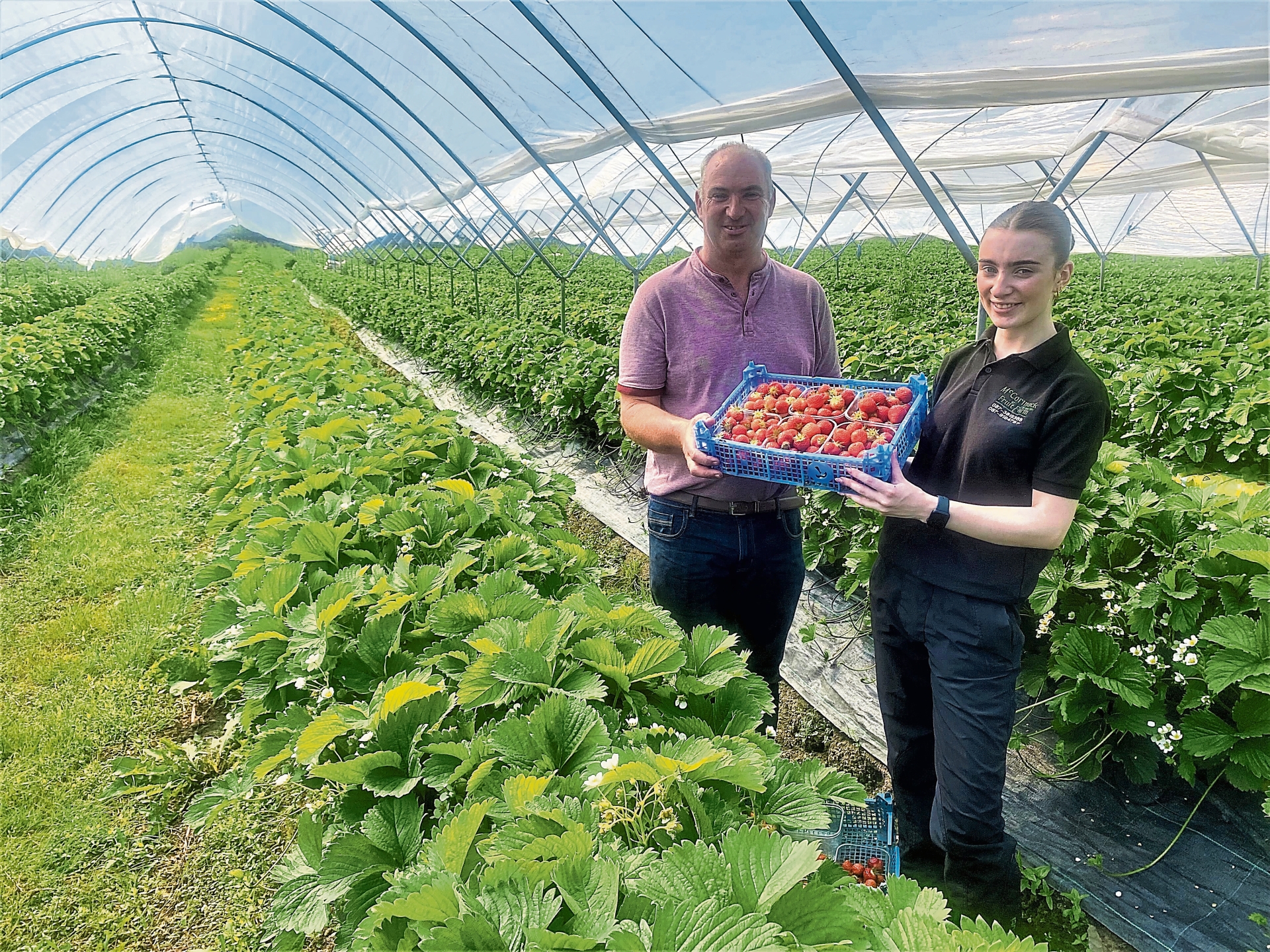Niall and Leona McCormack display some of the succulent strawberries grown in their polly tunnels in Colehill