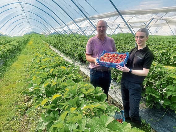 Niall and Leona McCormack display some of the succulent strawberries grown in their polly tunnels in Colehill