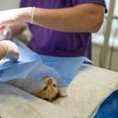 Veterinary Council welcome 133 new vets to register so far in 2020