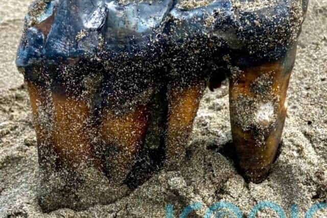 Mr Thompson determined that the object was a worn molar from an adult Pacific mastodon, an extinct elephant-like species.