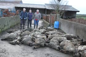 Neighbours of the O’Donoghue family, Martin Young, Daniel Bugler and land owner Michael Rushe where the kill occurred, gathering up some of the dead sheep last week. Pic: Rose Mannion.