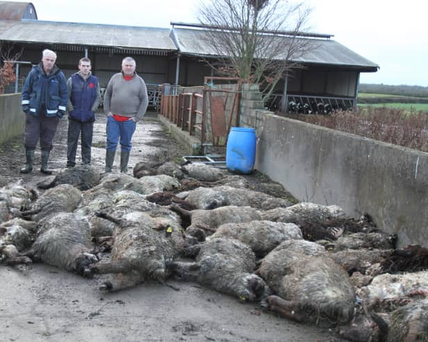 Neighbours of the O’Donoghue family, Martin Young, Daniel Bugler and land owner Michael Rushe where the kill occurred, gathering up some of the dead sheep last week. Pic: Rose Mannion.