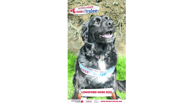 Mixed breed dog, Kobe