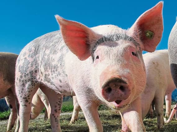 Longford IFA Chairperson Gavin White is asking for a co funded (50/50) Long Term Loan from Government, which will be repaid by a statutory levy on a per pig structure, to help resolve the pig industry