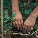 The initiative is a joint one between Macra na Feirme and Trees on the Land which will see members from all regions sowing trees in their locality