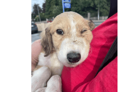 The puppy has a broken jaw and fractured skull