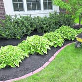 In the garden: Signs of Spring as gardens begin to bloom