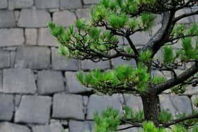 Niwaki trained green branches
