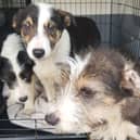 Three puppies dumped from car in Offaly countryside