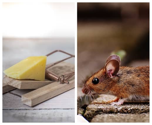Rentokil issue toxic baiting pest control warning to businesses