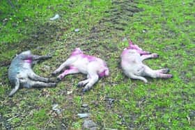 Sheep killed by a dog on a farm outside Longford town last year.