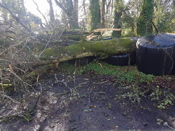 High winds have left scores of homes and businesses across the Longford region without power this morning