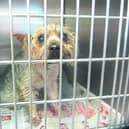 Louis, the Yorkshire Terrier, who had a lucky escape when a man rescued him from suffocation last week.