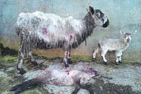 Longford sheep farmers ask public to help with marauding dogs